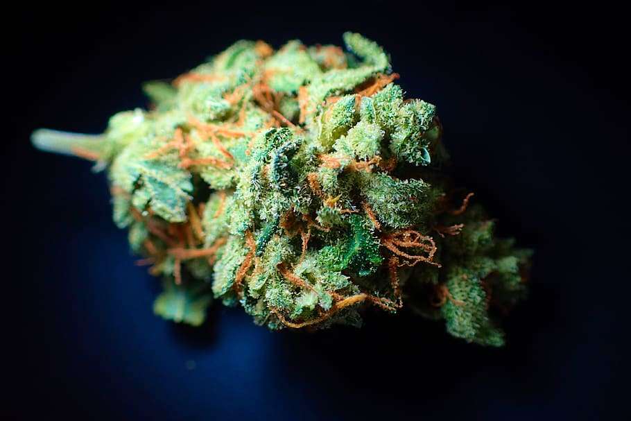 cannabis bud